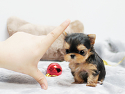 Micro Teacup Pocket Yorkie Puppy Available