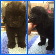 Beautiful Chunky Newfoundland Puppies For Sale.